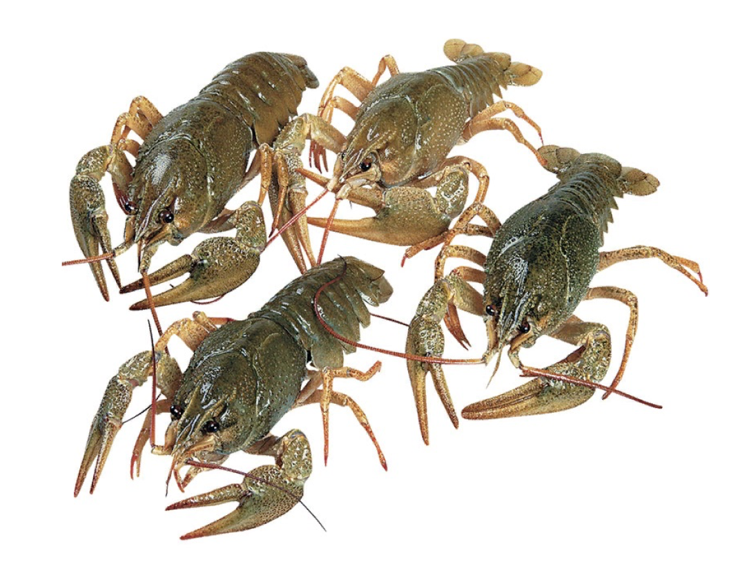Доставка живых раков в москве. Живые раки, микс,20-40гр. Морепродукт. Crayfish PNG.